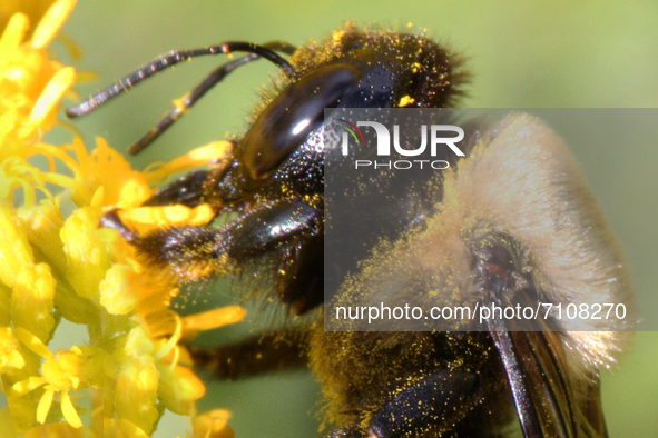 Bumblebee (Bombus) pollinating a flower in Toronto, Ontario, Canada, on September 11, 2021. 