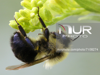 Bumblebee (Bombus) in Toronto, Ontario, Canada, on September 11, 2021. (