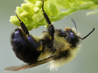 Bumblebee (Bombus) in Toronto, Ontario, Canada, on September 11, 2021. (