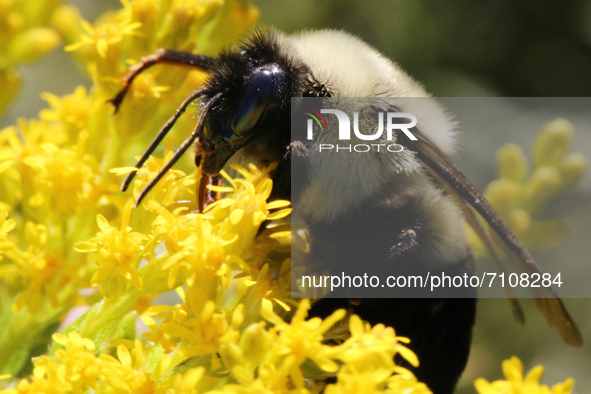 Bumblebee (Bombus) pollinating a flower in Toronto, Ontario, Canada, on September 18, 2021. 