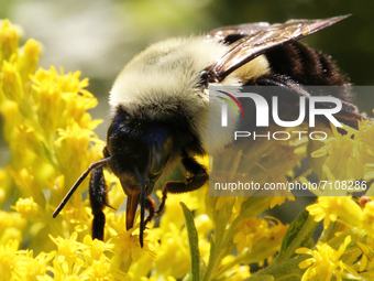 Bumblebee (Bombus) pollinating a flower in Toronto, Ontario, Canada, on September 18, 2021. (