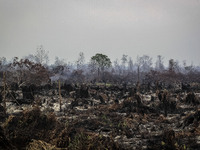 An forest burned area seen at Pekan Baru, Riau, Indonesia, at August 02. 2015. During Indonesia’s annual dry season, hundreds of fires are o...