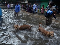 Indian woman  and stray dogs crosses  the waterlogged street in Kolkata , India on Wednesday , Aug. 5, 2015.  (
