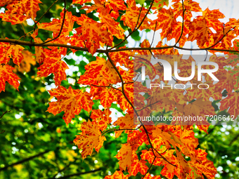 Colourful maple leaves during the Autumn season in Markham, Ontario, Canada, on October 10, 2021.  (