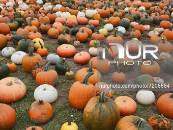 Variety of pumpkins at a farm in Maple, Ontario, Canada, on September 30, 2021. (