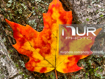 Colourful maple leaf against a tree trunk during the Autumn season in Markham, Ontario, Canada, on October 10, 2021. (
