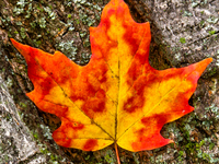 Colourful maple leaf against a tree trunk during the Autumn season in Markham, Ontario, Canada, on October 10, 2021. (
