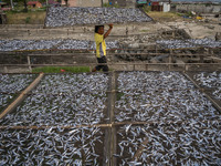 A worker collect dried fish at Mamboro Beach, Palu Bay, Central Sulawesi, Indonesia on October 16, 2021. Indonesia is an archipelagic countr...