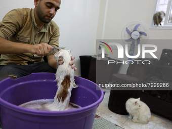 Palestinian Mohammed Al-Madhoun, 25, takes care of customers' cats in his salon inside his home in Gaza City on October 17, 2021. takes care...