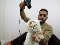 Palestinian Mohammed Al-Madhoun, 25, takes care of customers' cats in his salon inside his home in Gaza City on October 17, 2021. takes care...