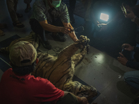 Oficers from Indonesia Nature Conservation Agency  examine a tiger that was trapped to death in Pekanbaru, Riau province . The neutroscopy o...