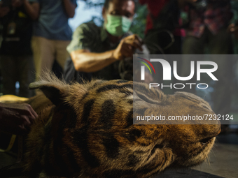 Oficers from Indonesia Nature Conservation Agency  examine a tiger that was trapped to death in Pekanbaru, Riau province . The neutroscopy o...