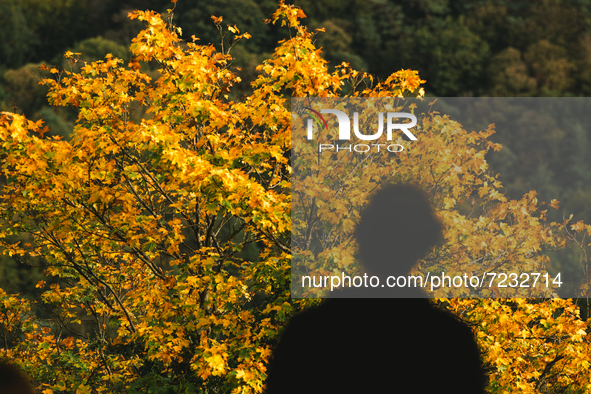 a man looks at autumn landscape as leaves changing to yellow at Siebengebirge Nature park, in Koenigswinter, Germany on Oct 17, 2021 