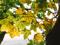 yellow leaves are seen at Siebengebirge Nature park, in Koenigswinter, Germany on Oct 17, 2021 (
