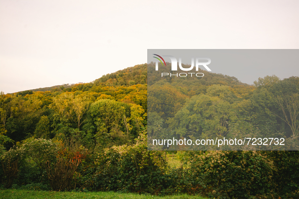 a general view of leaves changing to yellow at Siebengebirge nature park in Koenigswinter, Germany on Oct 17, 2021 
