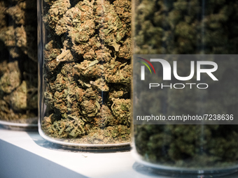 Close-up on dried CBD flowers during the CBD Expo show held from October 16 to 18, 2021 at the Paris Event Center in Paris, the first intern...