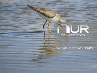 A bird in the marshes of Boca Chica, Texas on October 19th, 2021.  (