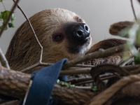 On October 20, 2021 in Wrocław, on the occasion of the international day of the Sloth, one year-old descendant of two Wrocław sloths - Celin...