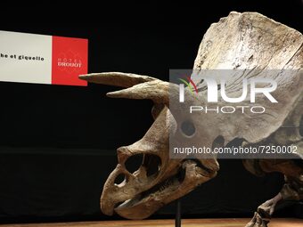 A fossilized triceratops skeleton stands on a metal frame during its auction at the Hôtel Drouot, a famous auction house in Paris, on Octobe...