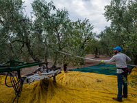 Workers during the olive harvest in a Molfetta countryside on 22 October 2021 in Molfetta.
Even if the production of olive oil in Italy is...