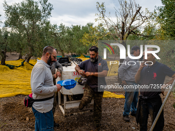 Workers taking a break during the olive harvest in a Molfetta countryside on 22 October 2021 in Molfetta.
Even if the production of olive o...