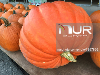 Large pumpkin displayed outside a supermarket during the Autumn season in Markham, Ontario, Canada, on October 20, 2021. (