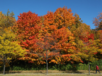 Colourful trees during the Autumn season in Maple, Ontario, Canada. (