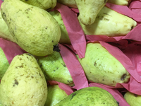 Pakistani guavas at a Indian grocery store in Toronto, Ontario, Canada on September 30, 2021. Many Canadians are seeing shortages of items b...