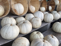 White pumpkins displayed in Markham, Ontario, Canada, on October 20, 2021. (