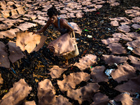 Aug. 9, 2015 - Dhaka, Bangladesh - A tannery worker collects pieces of cattle skin after sundry. (
