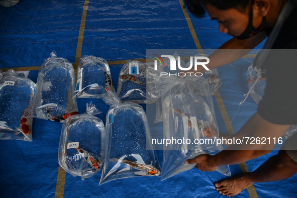 A Staff transport a koi carp to plastic bags during a 1st Koi's Local Festival at Boxies 123 Mall  in Bogor, Indonesia, on October 23, 2021....