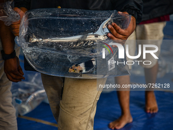 A Man carry a koi carp to plastic bags during a 1st Koi's Local Festival at Boxies 123 Mall  in Bogor, Indonesia, on October 23, 2021. Koi c...