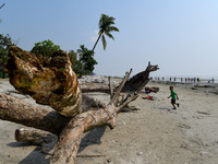 Mangrove trees dying on the sea beach due to climate change effect at Kuakata beach in Patuakhali District of Bangladesh on October 22, 2021...