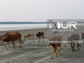 A cowherd is returning home with cattle in the evening at Kuakata beach in Patuakhali District of Bangladesh on October 22, 2021.
 (