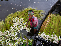 A man was arranging his water lilies as per the requirement of retailers at Ichapur Water Lily retail market in Shirajdikhan, Munshiganj, Ba...