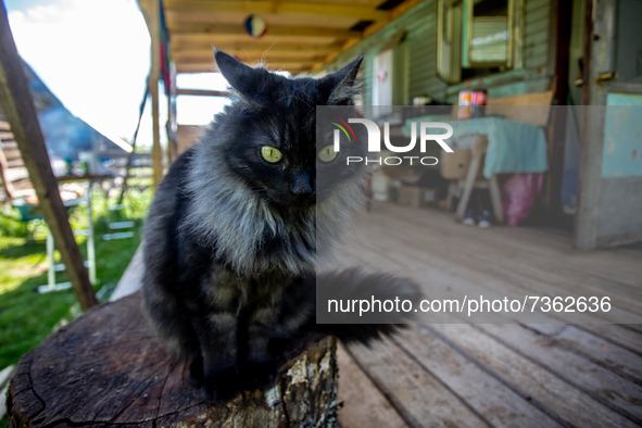 Purranque, Chile. November 8, 2021.-
A cat at the entrance of a house.
Images of the rural sector of the Los Lagos region, in Purranque, Chi...