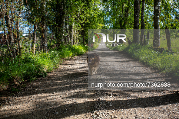 Purranque, Chile. November 8, 2021.-
A female dog walks on a country road.
Images of the rural sector of the Los Lagos region, in Purranque,...