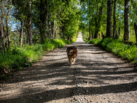 Purranque, Chile. November 8, 2021.-
A female dog walks on a country road.
Images of the rural sector of the Los Lagos region, in Purranque,...