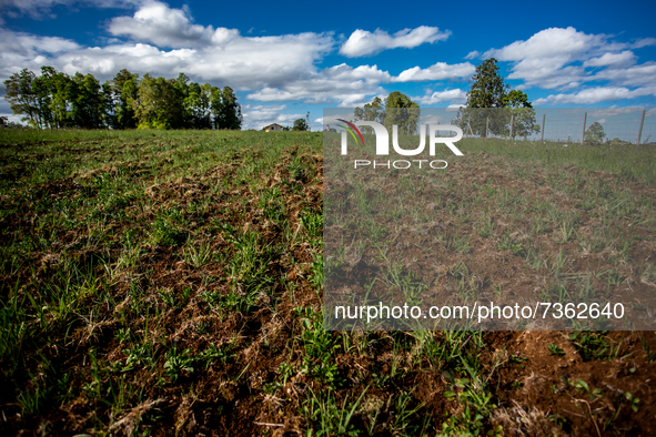 Purranque, Chile. November 8, 2021.-
A field planted with potatoes.
Images of the rural sector of the Los Lagos region, in Purranque, Chile....