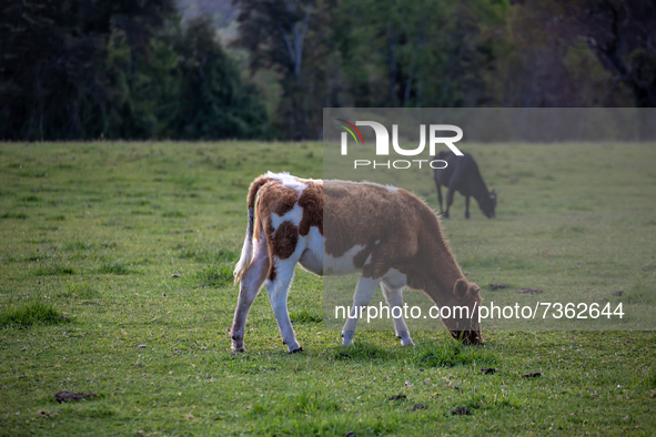 Purranque, Chile. November 8, 2021.-
Cows and calves grazing on the field.
Images of the rural sector of the Los Lagos region, in Purranque,...