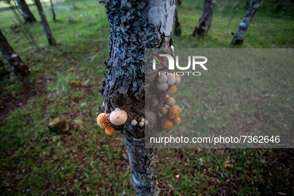 Purranque, Chile. November 8, 2021.-
Traditional fruits of the region called pinatras.
Images of the rural sector of the Los Lagos region, i...