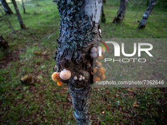 Purranque, Chile. November 8, 2021.-
Traditional fruits of the region called pinatras.
Images of the rural sector of the Los Lagos region, i...