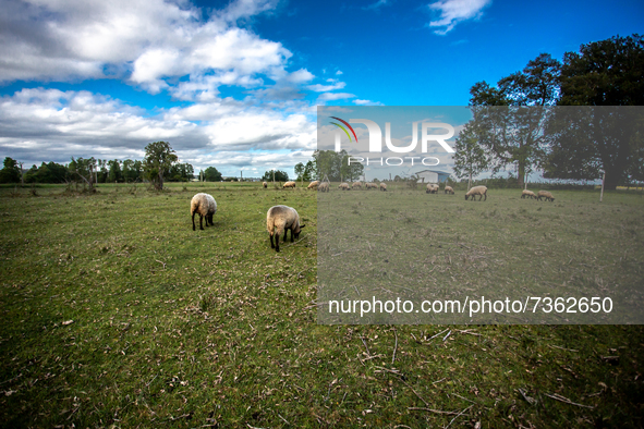 Purranque, Chile. November 8, 2021.-
Lambs grazing in the field.
Images of the rural sector of the Los Lagos region, in Purranque, Chile.
 