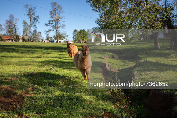 Purranque, Chile. November 8, 2021.-
Chilean alpacas of brown color.
Images of the rural sector of the Los Lagos region, in Purranque, Chile...