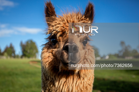 Purranque, Chile. November 8, 2021.-
A brown Chilean alpaca. Images of the rural sector of the Los Lagos region, in Purranque, Chile.
 