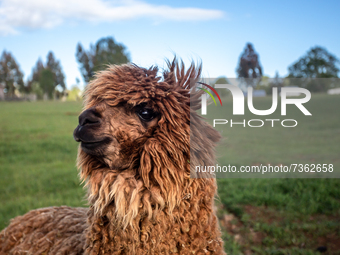 Purranque, Chile. November 8, 2021.-
A brown Chilean alpaca. Images of the rural sector of the Los Lagos region, in Purranque, Chile.
 (