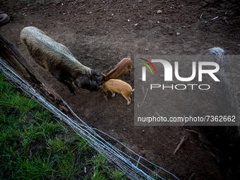 Purranque, Chile. November 8, 2021.-
Domesticated wild boars. Images of the rural sector of the Los Lagos region, in Purranque, Chile.
 (