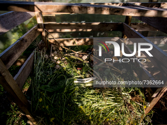 Purranque, Chile. November 8, 2021.-
Organic waste to prepare compost. Images of the rural sector of the Los Lagos region, in Purranque, Chi...