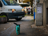 A green can has been spotted at the streets of Black sea town of Varna, Bulgaria.
The can became emerald green because sleeps near a green...