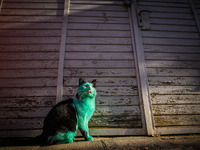 A green can has been spotted at the streets of Black sea town of Varna, Bulgaria.
The can became emerald green because sleeps near a green...